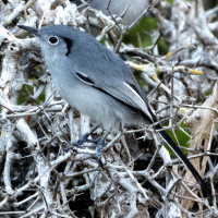 Cuban Gnatcatcher